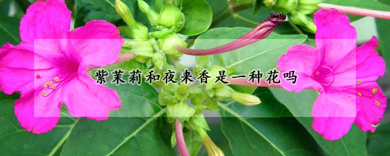 紫茉莉和夜来香是一种花吗