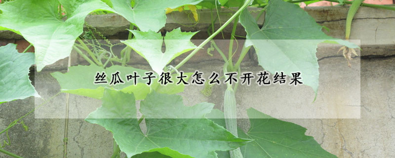 丝瓜叶子很大怎么不开花结果