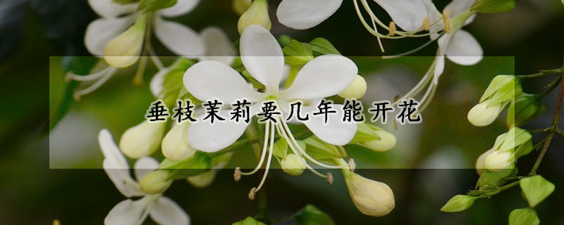 垂枝茉莉要几年能开花