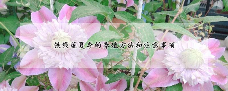 铁线莲夏季的养殖方法和注意事项