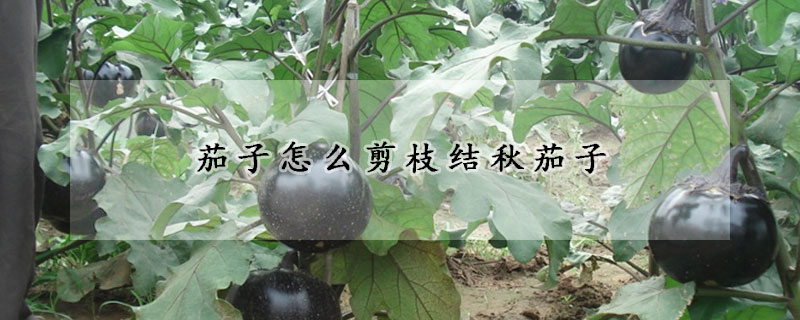 茄子怎么剪枝结秋茄子