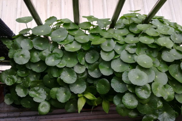 客厅摆什么植物最招财 客厅最旺财的植物