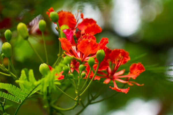 世界各种花的花语大全 各种花的花语寓意