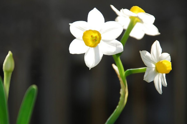 卧室种什么植物最好 卧室适合放什么植物