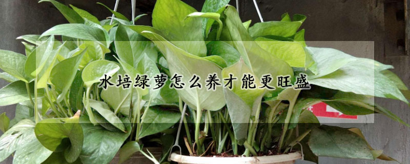 水培绿萝怎么养才能更旺盛