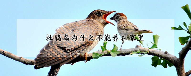 杜鹃鸟为什么不能养在家里