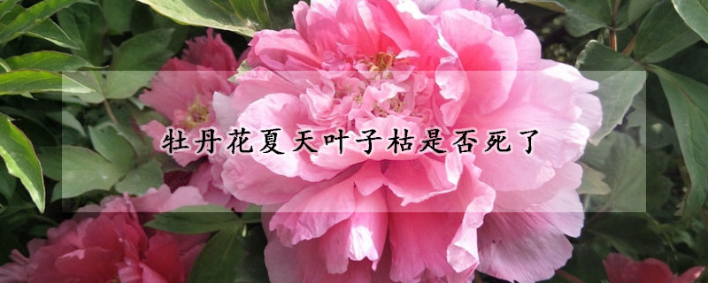 牡丹花夏天叶子枯是否死了