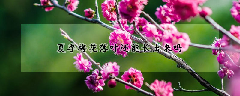 夏季梅花落叶还能长出来吗