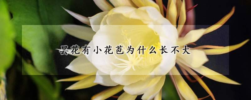 昙花有小花苞为什么长不大