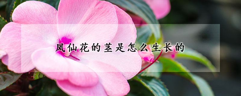 凤仙花的茎是怎么生长的