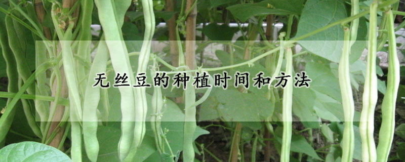 无丝豆的种植时间和方法