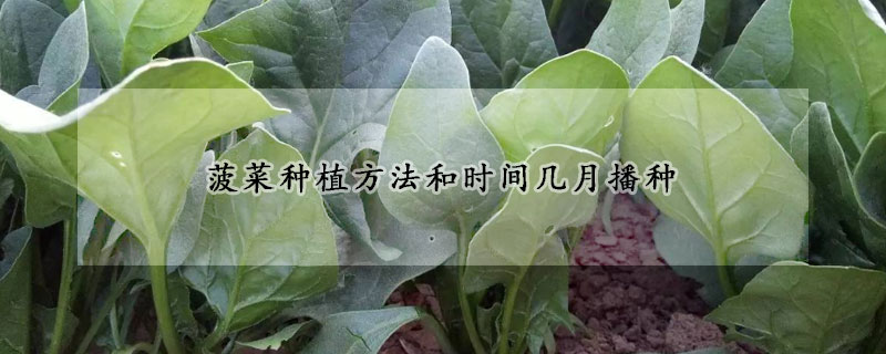 菠菜种植方法和时间几月播种