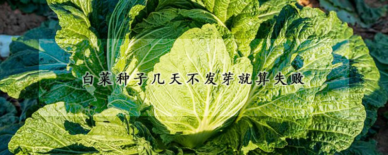 白菜种子几天不发芽就算失败