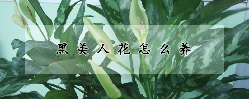 黑美人花怎么养