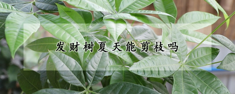 发财树夏天能剪枝吗