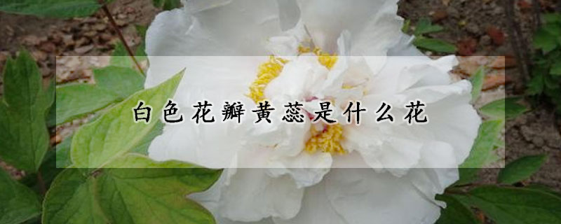 白色花瓣黄蕊是什么花