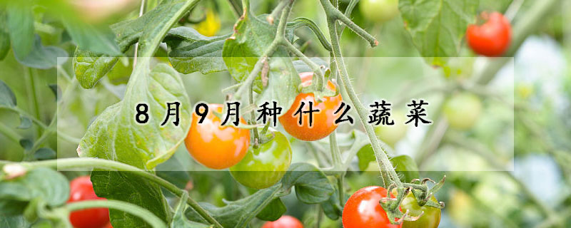 8月9月种什么蔬菜