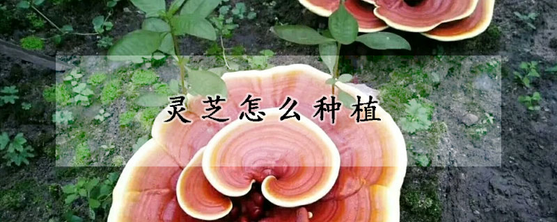 灵芝怎么种植