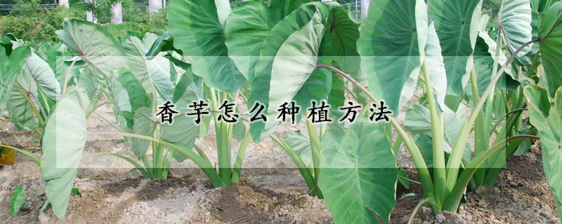 香芋怎么种植方法