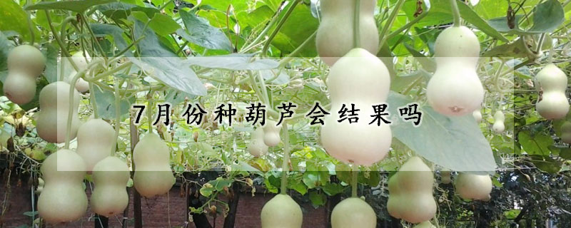 7月份种葫芦会结果吗