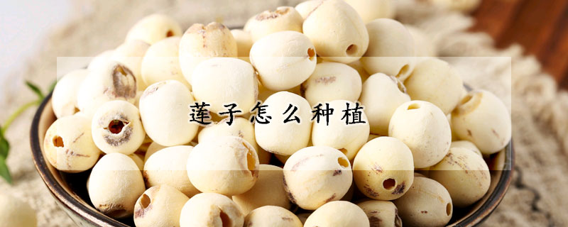 莲子怎么种植