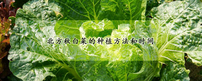 北方秋白菜的种植方法和时间