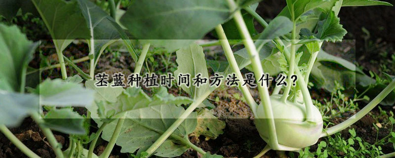 苤蓝种植时间和方法是什么?