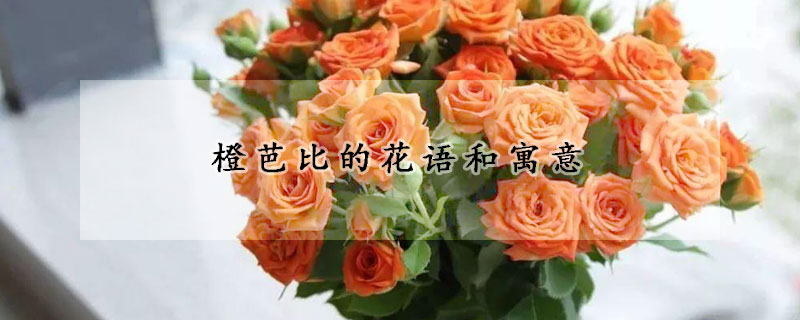 橙芭比的花语和寓意