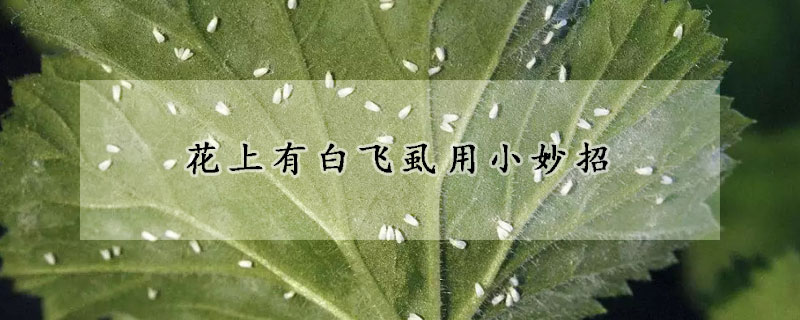 花上有白飞虱用小妙招