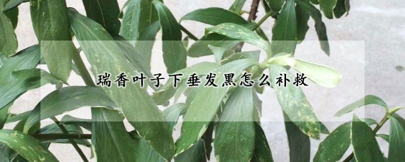 瑞香叶子下垂发黑怎么补救