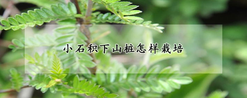 小石积下山桩怎样栽培