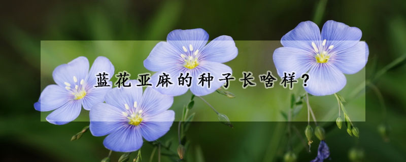 蓝花亚麻的种子长啥样?