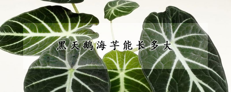 黑天鹅海芋能长多大