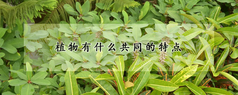 植物有什么共同的特点