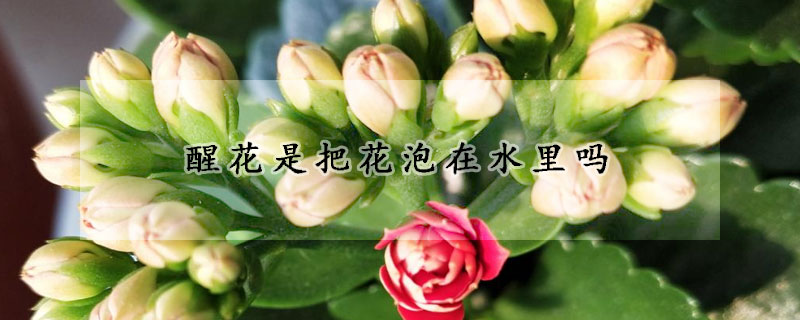 醒花是把花泡在水里吗