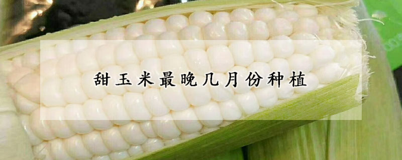 甜玉米最晚几月份种植