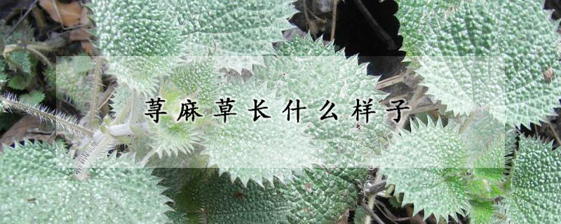 荨麻草长什么样子