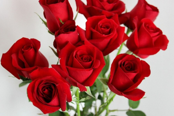 一束玫瑰花要多少钱 一束玫瑰价格110-490元不等
