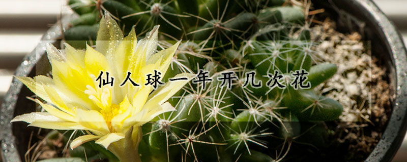 仙人球一年开几次花