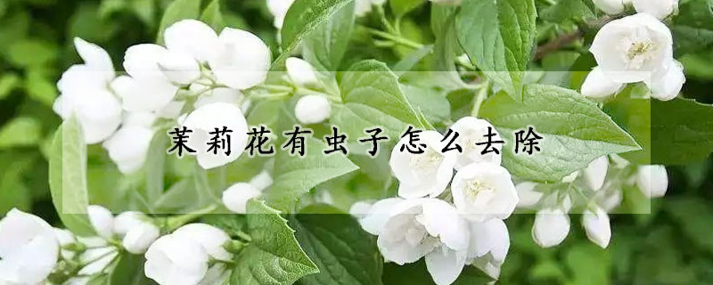 茉莉花有虫子怎么去除