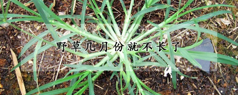 野草几月份就不长了