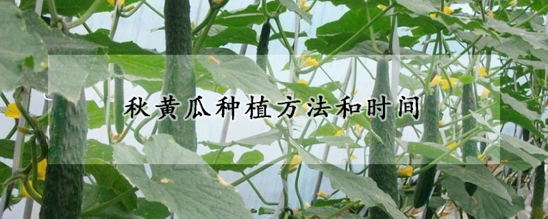 秋黄瓜种植方法和时间