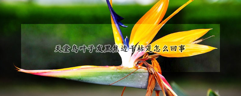 天堂鸟叶子发黑焦边干枯是怎么回事