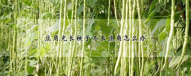 豆角光长秧子不长豆角怎么办