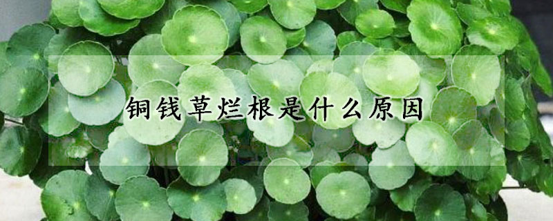 铜钱草烂根是什么原因