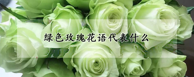 绿色玫瑰花语代表什么