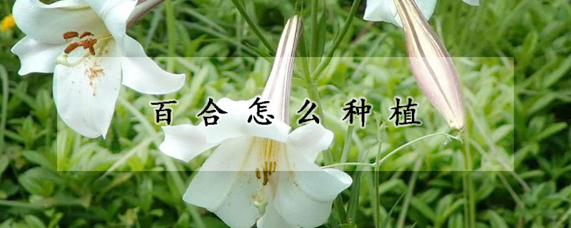 百合怎么种植