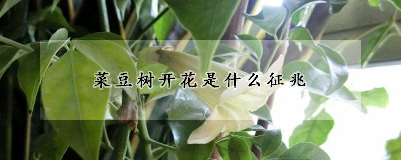 菜豆树开花是什么征兆