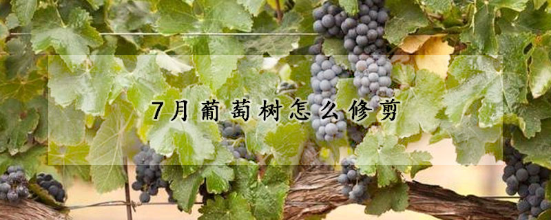 7月葡萄树怎么修剪