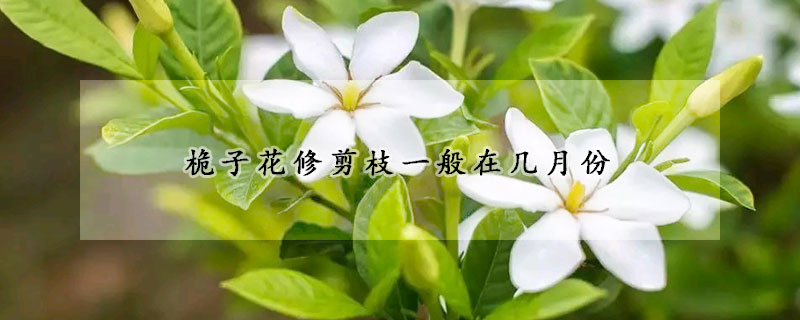 桅子花修剪枝一般在几月份